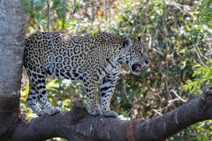 DPPhotography - Pantanal - Jaguar - W