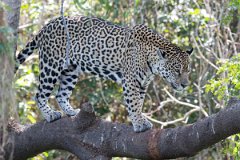 DPPhotography - Pantanal - Jaguar - X