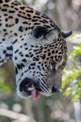 DPPhotography - Pantanal - Jaguar - Y