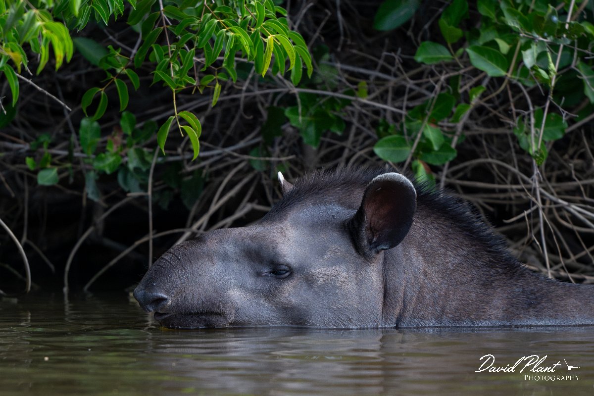 DPPhotography - Pantanal - Lowland tapir - AB.jpg - Jaguar, Panthera onca, Tina - Rio Sararé, Pantanal, Brazil