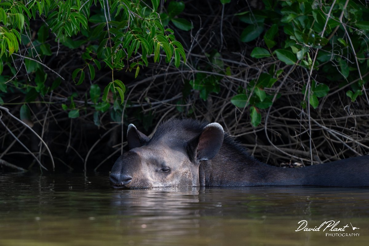 DPPhotography - Pantanal - Lowland tapir - AC.jpg - Jaguar, Panthera onca, Tina - Rio Sararé, Pantanal, Brazil