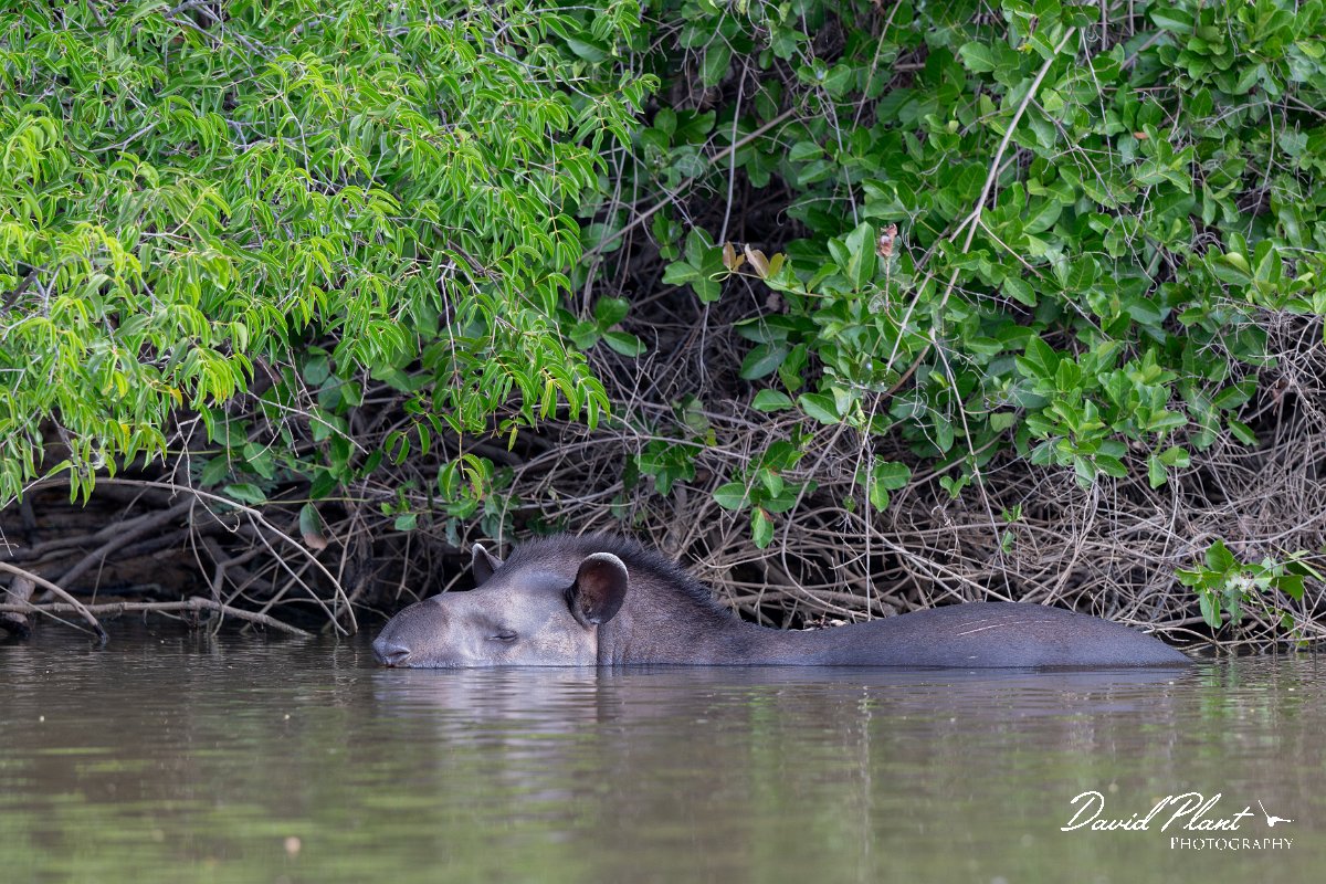 DPPhotography - Pantanal - Lowland tapir - AD.jpg - Jaguar, Panthera onca, Tina - Rio Sararé, Pantanal, Brazil