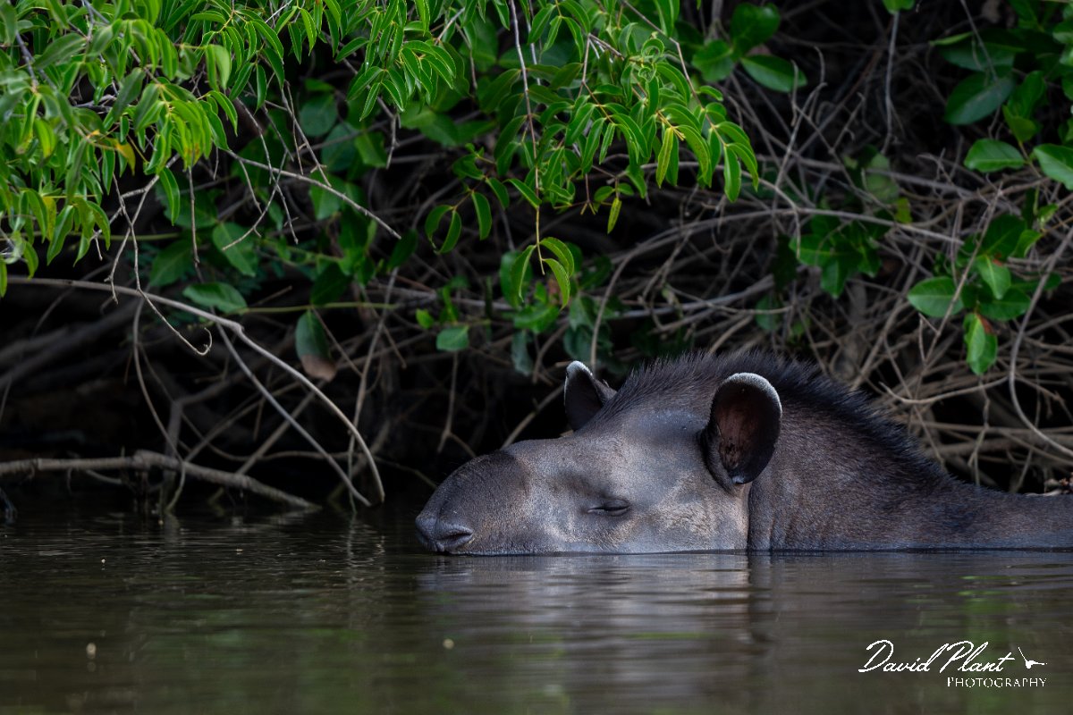 DPPhotography - Pantanal - Lowland tapir - AE.jpg - Jaguar, Panthera onca, Tina - Rio Sararé, Pantanal, Brazil