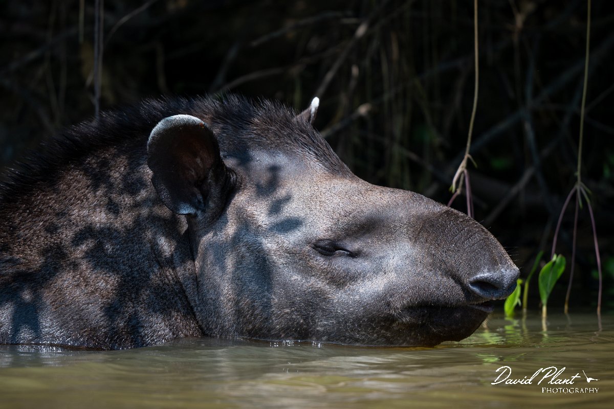 DPPhotography - Pantanal - Lowland tapir - AH.jpg - Jaguar, Panthera onca, Tina - Rio Sararé, Pantanal, Brazil