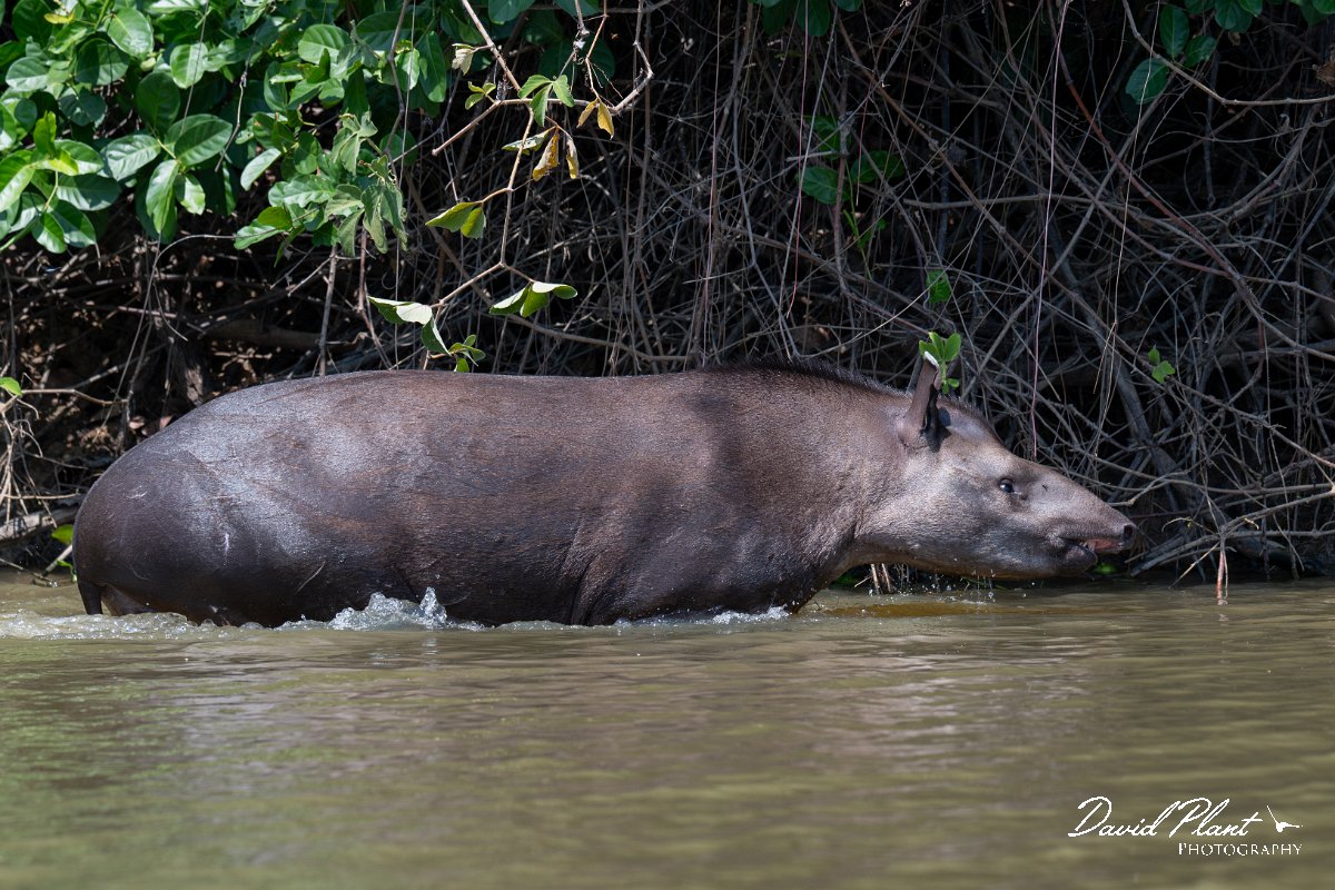 DPPhotography - Pantanal - Lowland tapir - AI.jpg - Jaguar, Panthera onca, Tina - Rio Sararé, Pantanal, Brazil