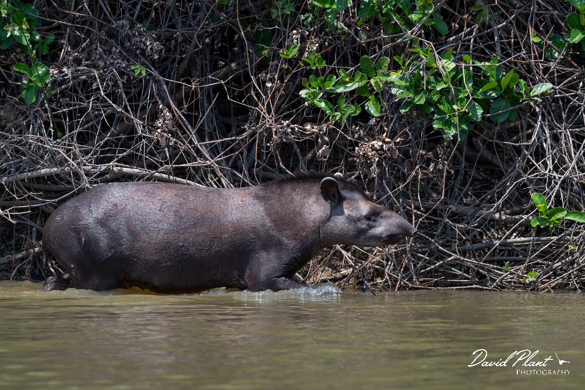DPPhotography - Pantanal - Lowland tapir - AJ.jpg - Jaguar, Panthera onca, Tina - Rio Sararé, Pantanal, Brazil