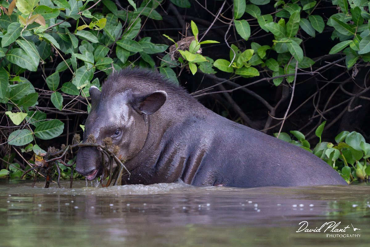 DPPhotography - Pantanal - Lowland tapir - AL.jpg - Jaguar, Panthera onca, Tina - Rio Sararé, Pantanal, Brazil