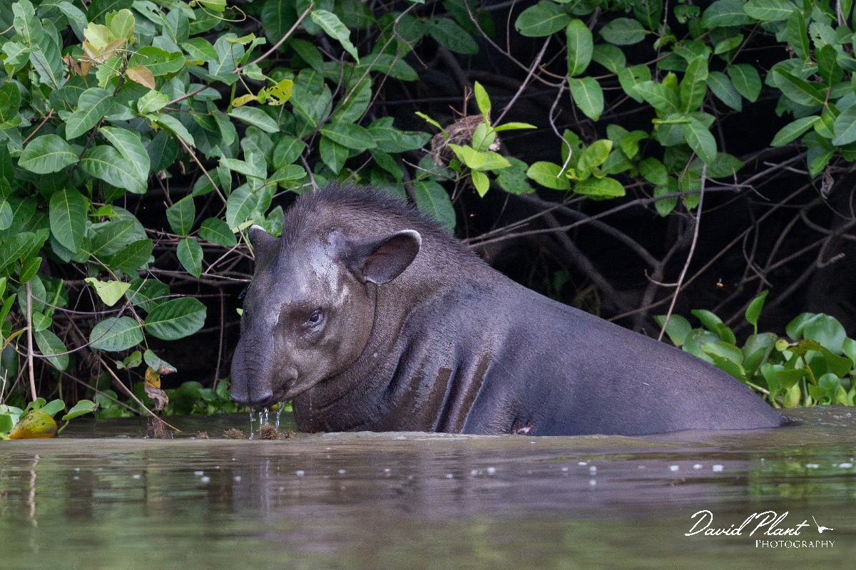 DPPhotography - Pantanal - Lowland tapir - AM.jpg - Jaguar, Panthera onca, Tina - Rio Sararé, Pantanal, Brazil