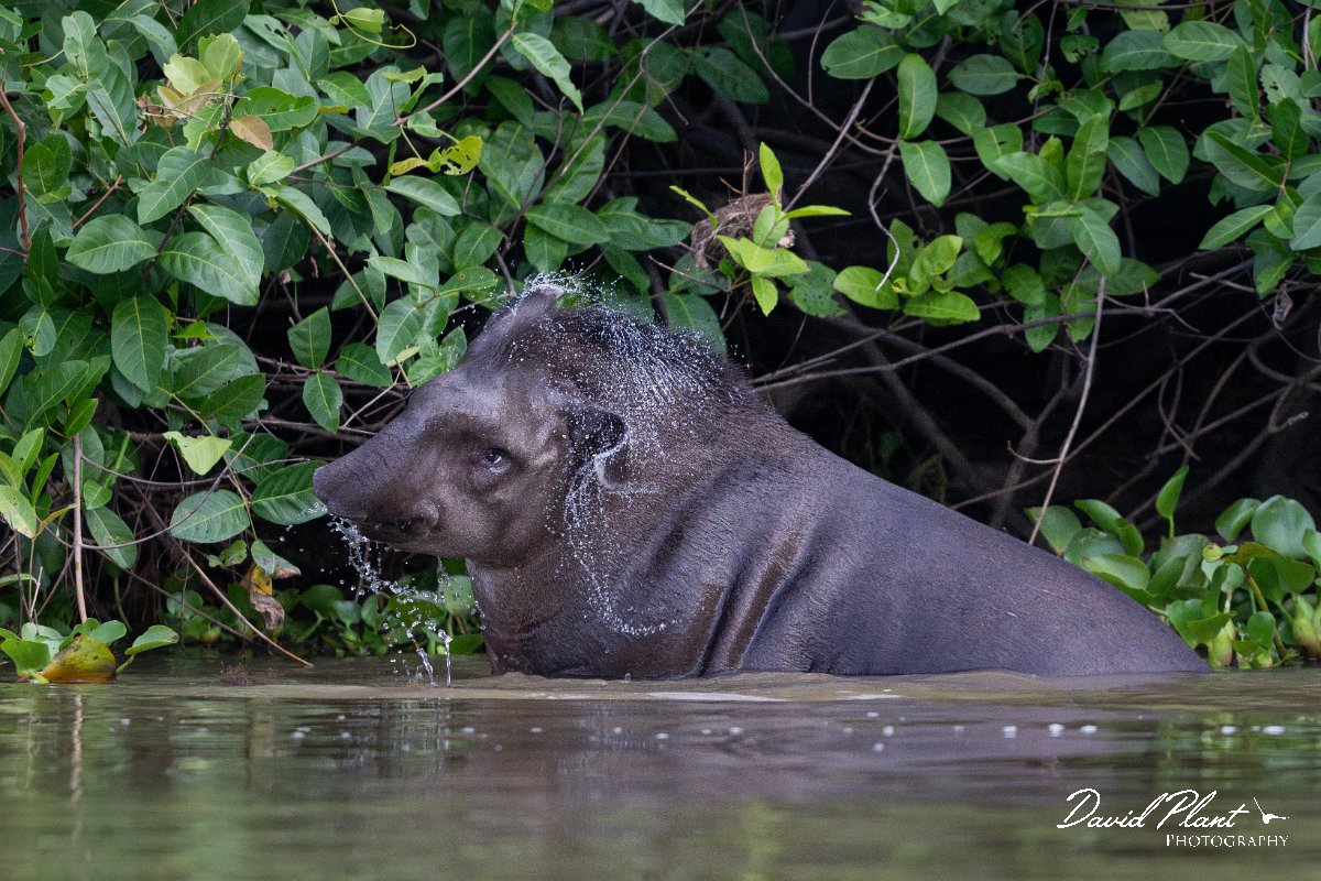 DPPhotography - Pantanal - Lowland tapir - AN.jpg - Jaguar, Panthera onca, Tina - Rio Sararé, Pantanal, Brazil