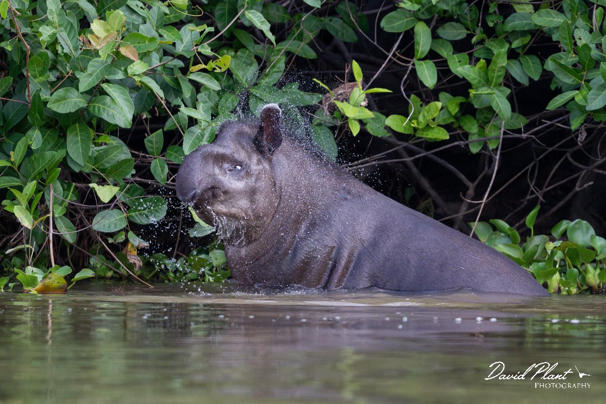DPPhotography - Pantanal - Lowland tapir - AO.jpg - Jaguar, Panthera onca, Tina - Rio Sararé, Pantanal, Brazil