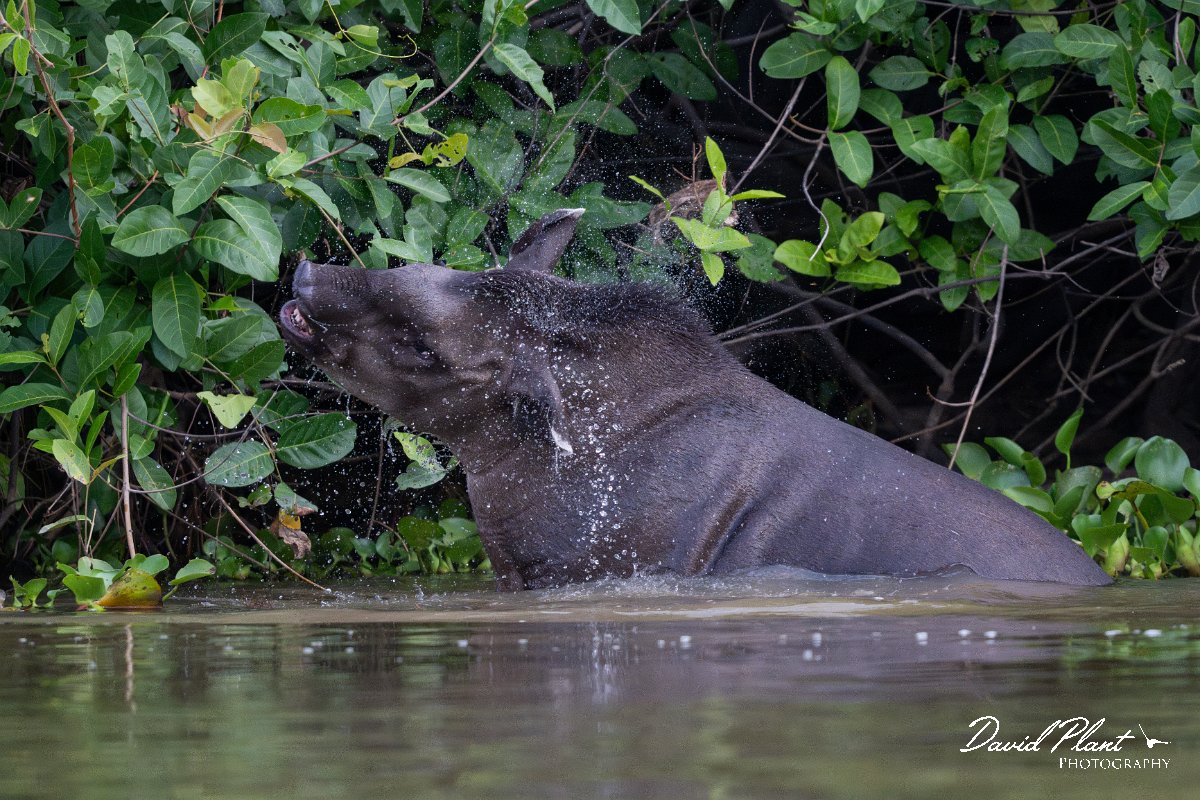 DPPhotography - Pantanal - Lowland tapir - AQ.jpg - Jaguar, Panthera onca, Tina - Rio Sararé, Pantanal, Brazil