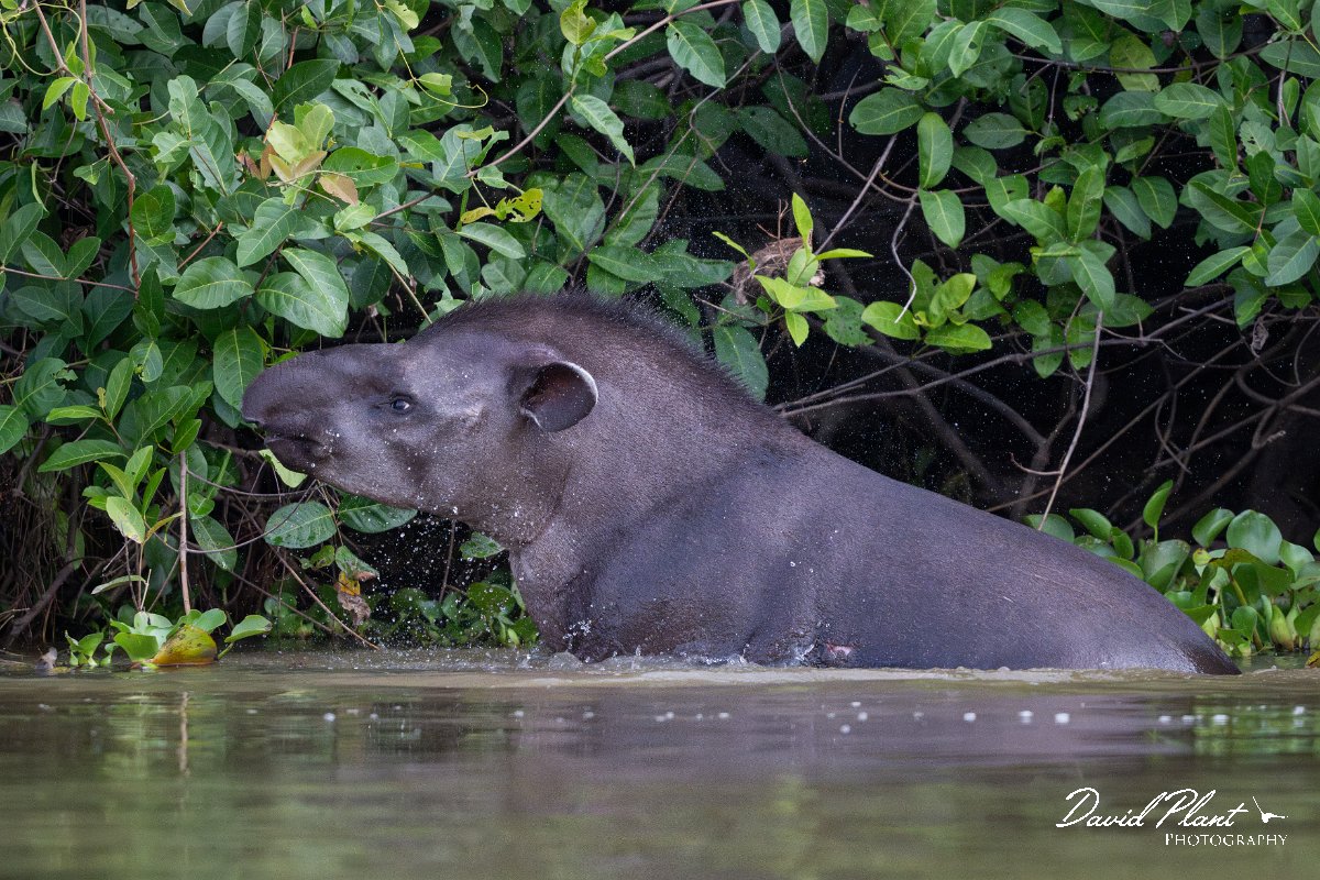 DPPhotography - Pantanal - Lowland tapir - AR.jpg - Jaguar, Panthera onca, Tina - Rio Sararé, Pantanal, Brazil