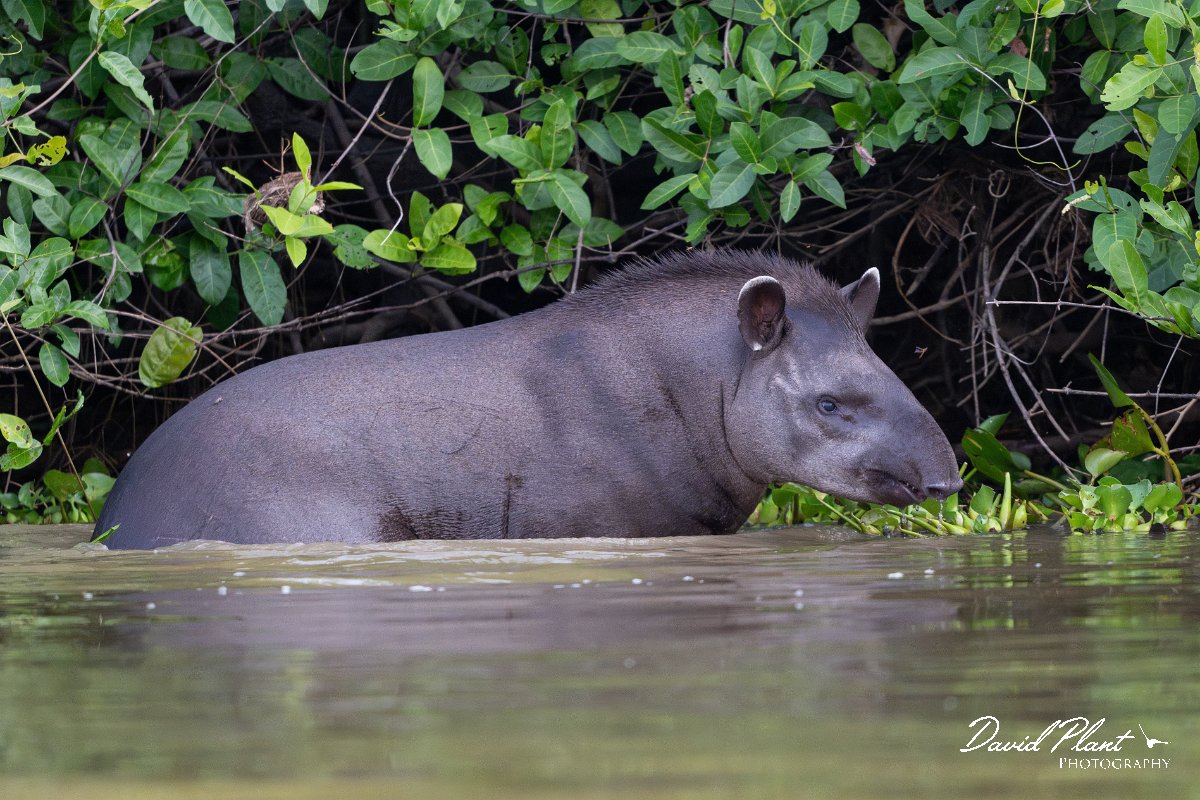 DPPhotography - Pantanal - Lowland tapir - AS.jpg - Jaguar, Panthera onca, Tina - Rio Sararé, Pantanal, Brazil