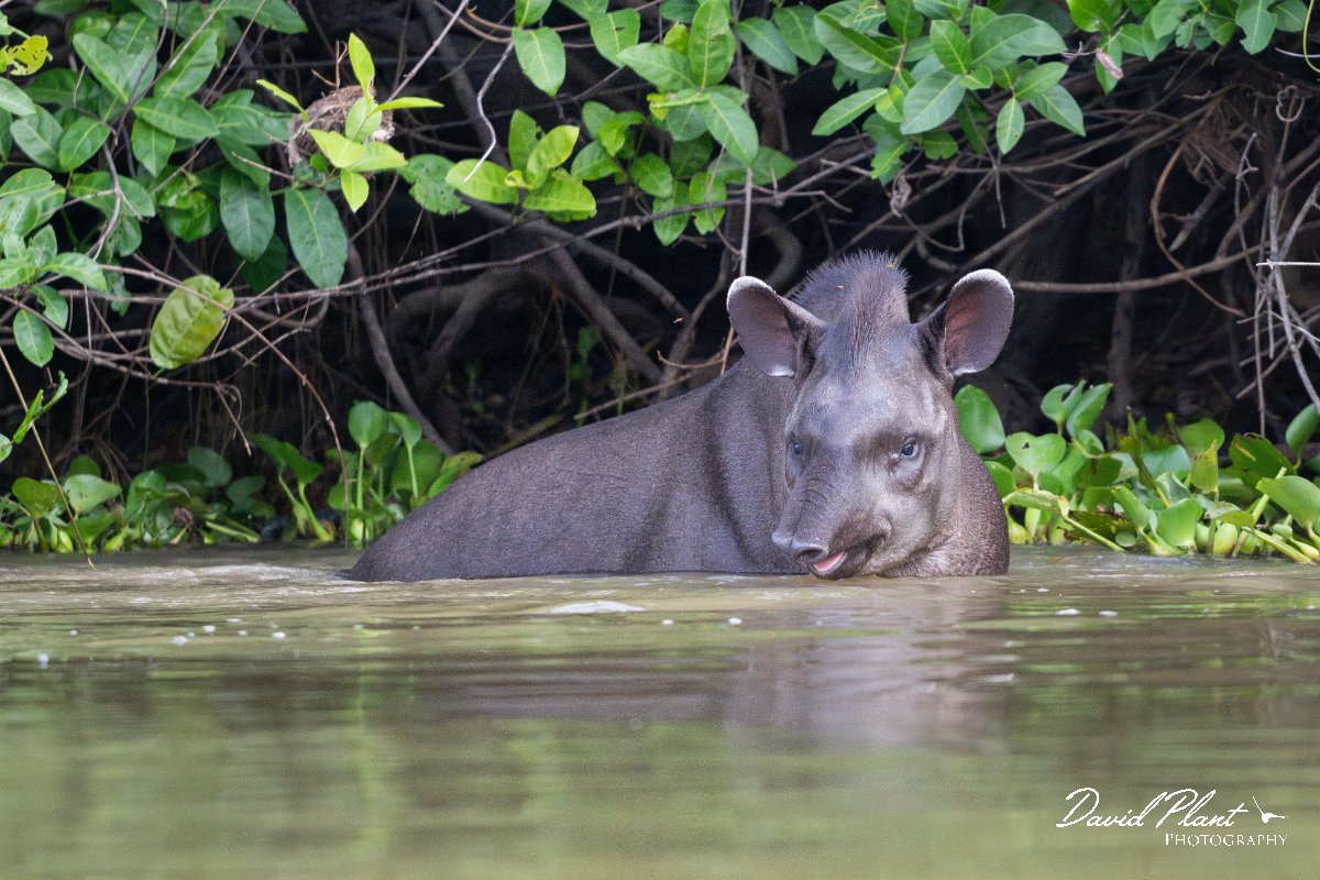 DPPhotography - Pantanal - Lowland tapir - AT.jpg - Jaguar, Panthera onca, Tina - Rio Sararé, Pantanal, Brazil