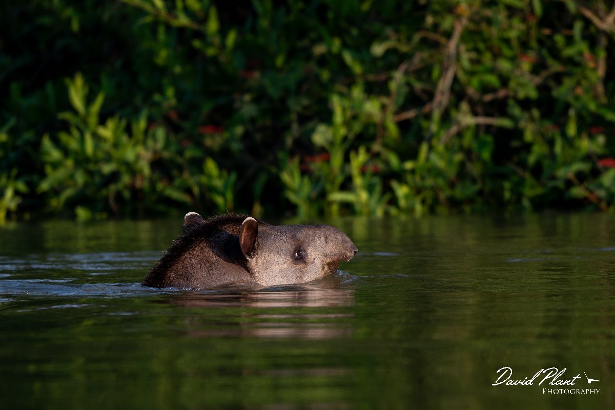 DPPhotography - Pantanal - Lowland tapir - D.jpg - Jaguar, Panthera onca, Tina - Rio Piquiri, Pantanal, Brazil