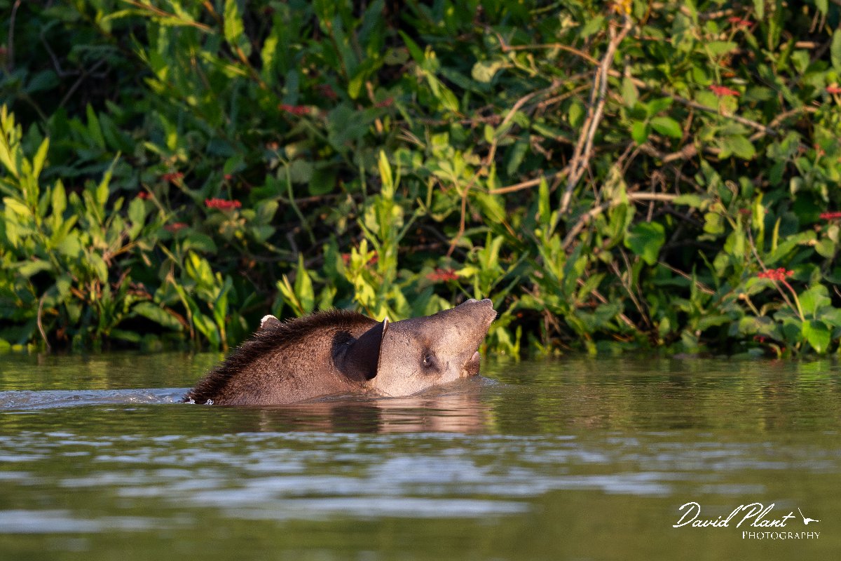 DPPhotography - Pantanal - Lowland tapir - E.jpg - Jaguar, Panthera onca, Tina - Rio Piquiri, Pantanal, Brazil