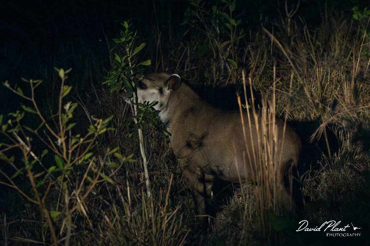 DPPhotography - Pantanal - Lowland tapir - G.jpg - Jaguar, Panthera onca, Tina - Transpantaneira, Brazil
