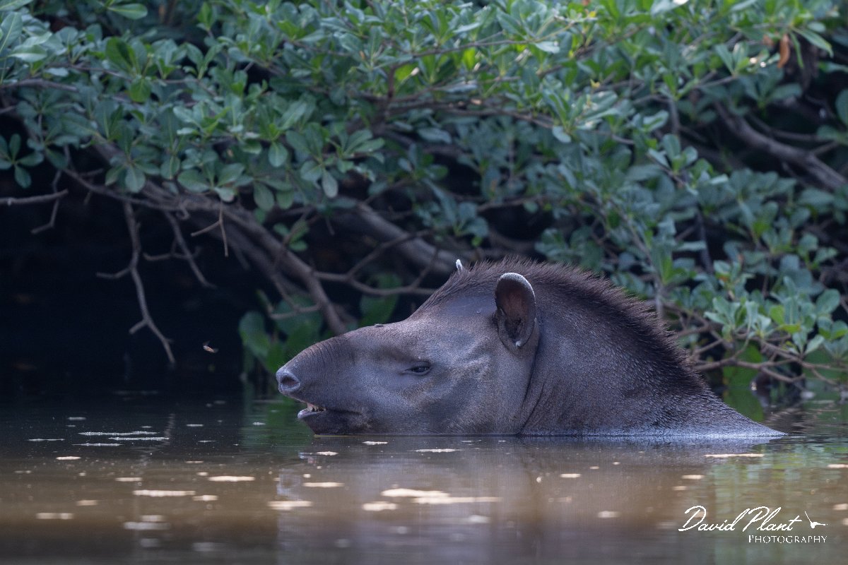 DPPhotography - Pantanal - Lowland tapir - H.jpg - Jaguar, Panthera onca, Tina - Rio Sararé, Pantanal, Brazil
