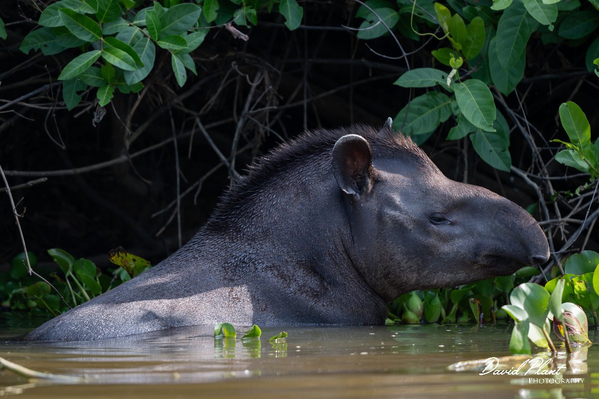 DPPhotography - Pantanal - Lowland tapir - J.jpg - Jaguar, Panthera onca, Tina - Rio Sararé, Pantanal, Brazil