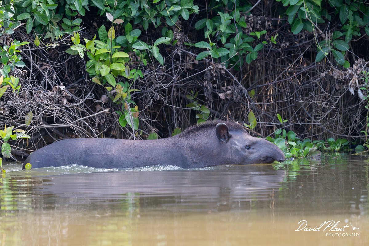 DPPhotography - Pantanal - Lowland tapir - K.jpg - Jaguar, Panthera onca, Tina - Rio Sararé, Pantanal, Brazil