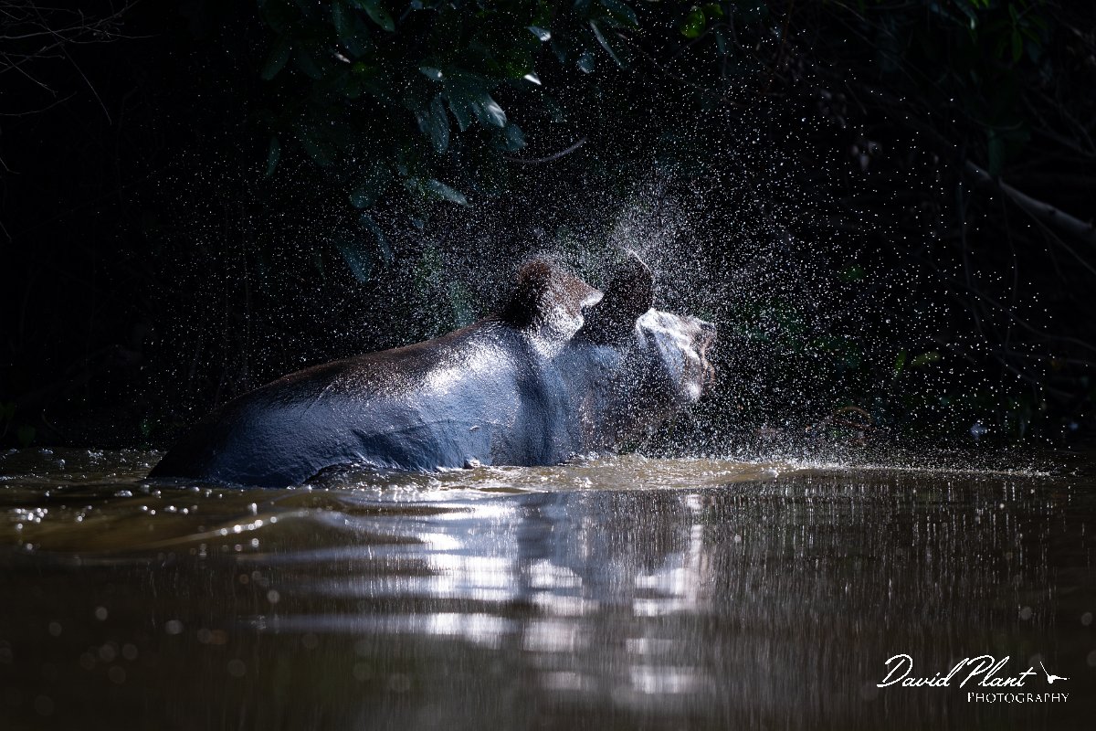 DPPhotography - Pantanal - Lowland tapir - L.jpg - Jaguar, Panthera onca, Tina - Rio Sararé, Pantanal, Brazil