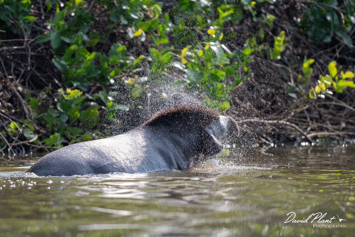 DPPhotography - Pantanal - Lowland tapir - N.jpg - Jaguar, Panthera onca, Tina - Rio Sararé, Pantanal, Brazil