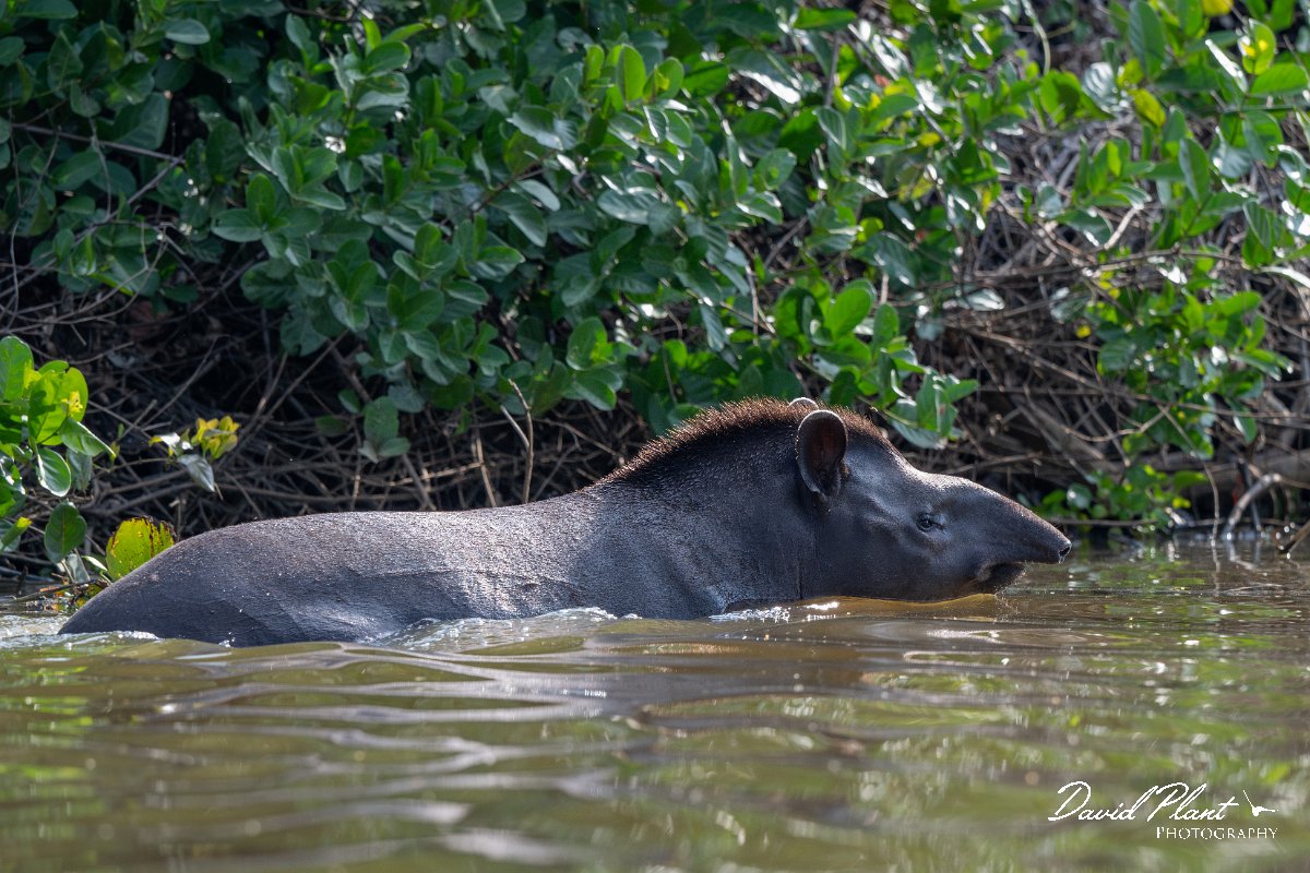 DPPhotography - Pantanal - Lowland tapir - O.jpg - Jaguar, Panthera onca, Tina - Rio Sararé, Pantanal, Brazil