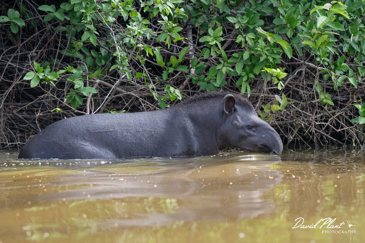 DPPhotography - Pantanal - Lowland tapir - Q.jpg - Jaguar, Panthera onca, Tina - Rio Sararé, Pantanal, Brazil