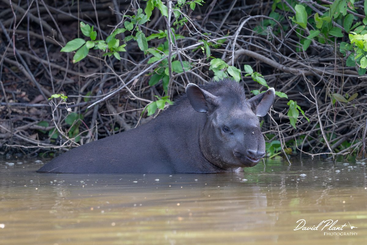 DPPhotography - Pantanal - Lowland tapir - R.jpg - Jaguar, Panthera onca, Tina - Rio Sararé, Pantanal, Brazil