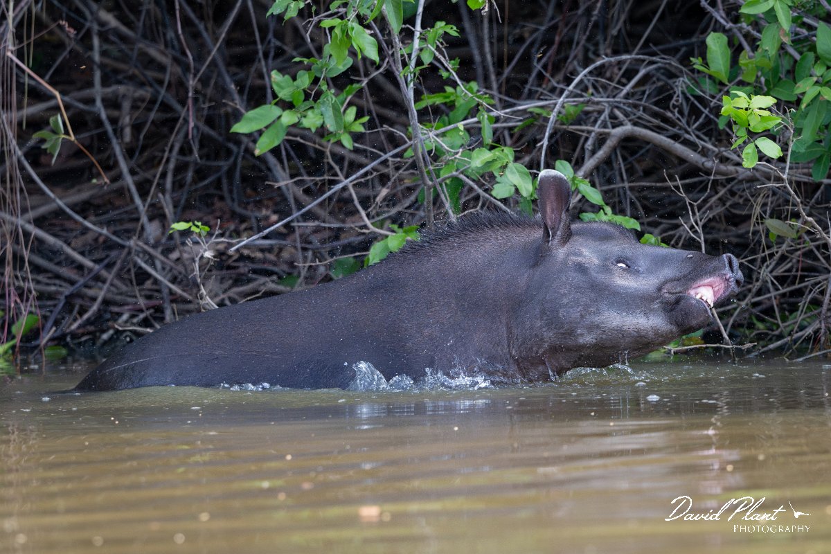DPPhotography - Pantanal - Lowland tapir - S.jpg - Jaguar, Panthera onca, Tina - Rio Sararé, Pantanal, Brazil