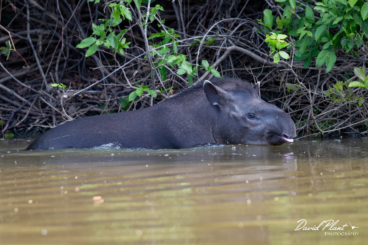 DPPhotography - Pantanal - Lowland tapir - U.jpg - Jaguar, Panthera onca, Tina - Rio Sararé, Pantanal, Brazil