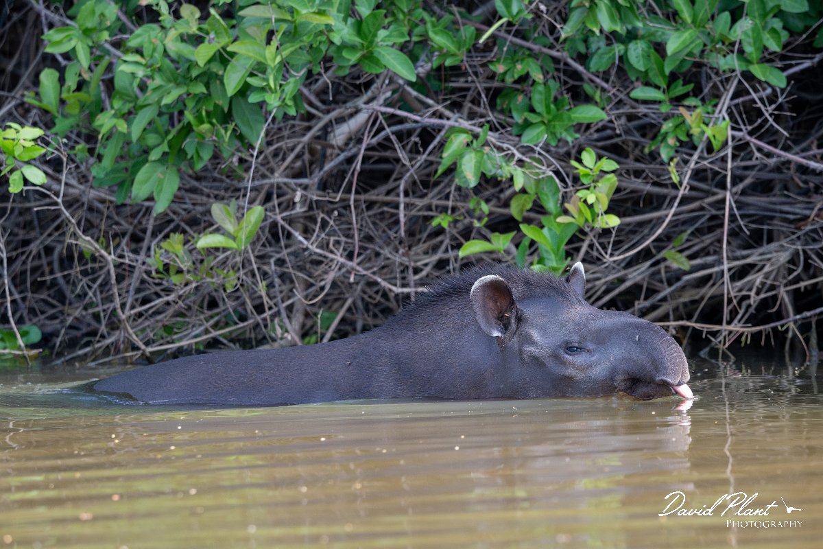 DPPhotography - Pantanal - Lowland tapir - V.jpg - Jaguar, Panthera onca, Tina - Rio Sararé, Pantanal, Brazil