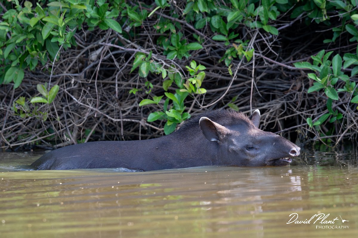 DPPhotography - Pantanal - Lowland tapir - W.jpg - Jaguar, Panthera onca, Tina - Rio Sararé, Pantanal, Brazil