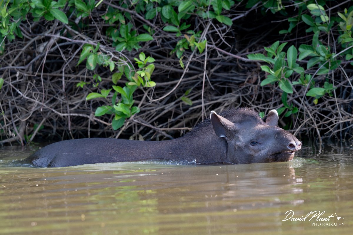 DPPhotography - Pantanal - Lowland tapir - X.jpg - Jaguar, Panthera onca, Tina - Rio Sararé, Pantanal, Brazil