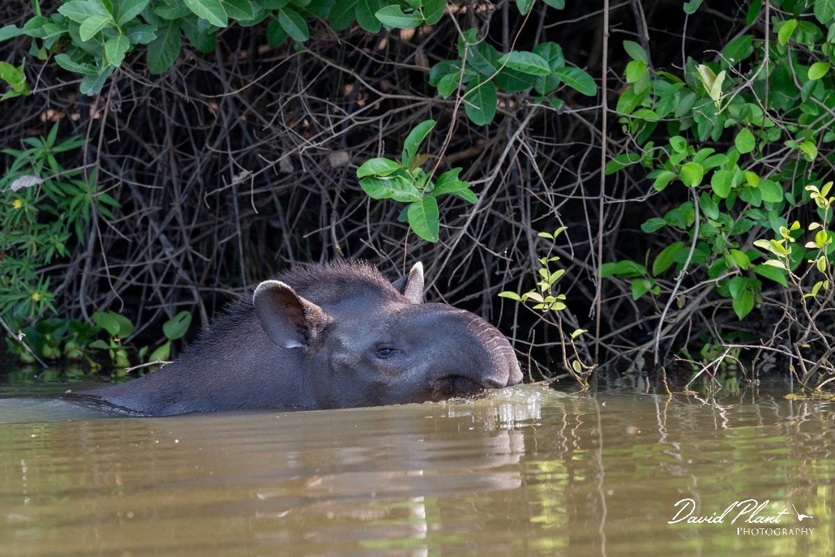 DPPhotography - Pantanal - Lowland tapir - Y.jpg - Jaguar, Panthera onca, Tina - Rio Sararé, Pantanal, Brazil