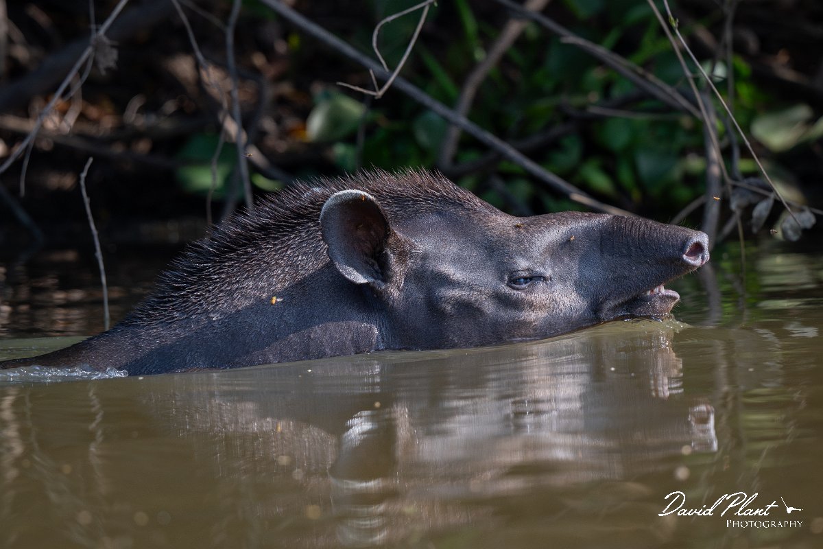DPPhotography - Pantanal - Lowland tapir - Z.jpg - Jaguar, Panthera onca, Tina - Rio Sararé, Pantanal, Brazil