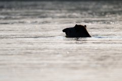 DPPhotography - Pantanal - Lowland tapir - A