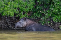 DPPhotography - Pantanal - Lowland tapir - AA