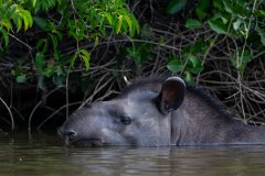 DPPhotography - Pantanal - Lowland tapir - AB