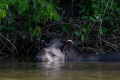 DPPhotography - Pantanal - Lowland tapir - AC