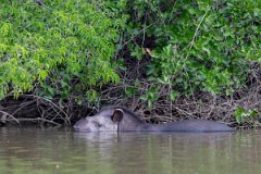 DPPhotography - Pantanal - Lowland tapir - AD