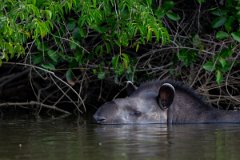 DPPhotography - Pantanal - Lowland tapir - AE