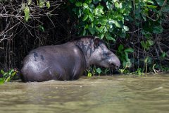 DPPhotography - Pantanal - Lowland tapir - AF
