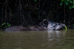 DPPhotography - Pantanal - Lowland tapir - AG