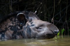 DPPhotography - Pantanal - Lowland tapir - AH