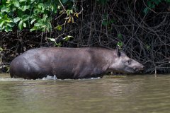 DPPhotography - Pantanal - Lowland tapir - AI
