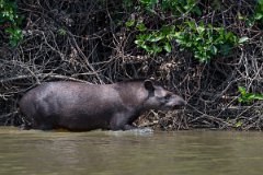 DPPhotography - Pantanal - Lowland tapir - AJ