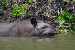DPPhotography - Pantanal - Lowland tapir - AK