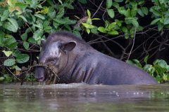 DPPhotography - Pantanal - Lowland tapir - AL