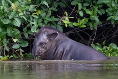 DPPhotography - Pantanal - Lowland tapir - AM